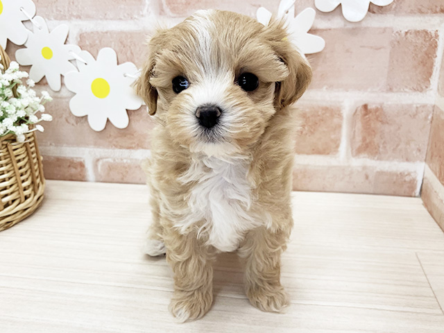 マルプー