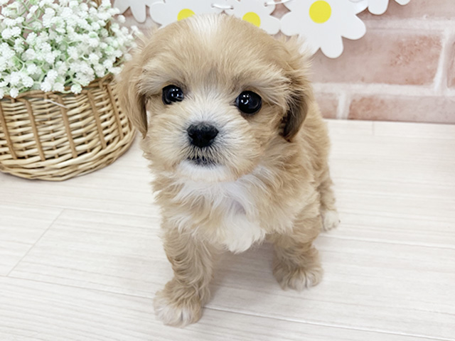 ペキプー