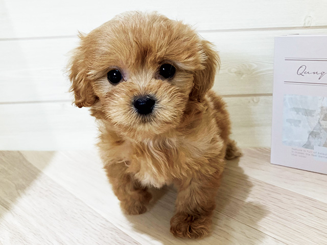 ペキプー, 性別 女の子, 誕生日 2026/08/12, 毛色 アプリコット, 出身 茨城県, 店舗 日吉津店(鳥取県), お問い合わせ番号 2605186
