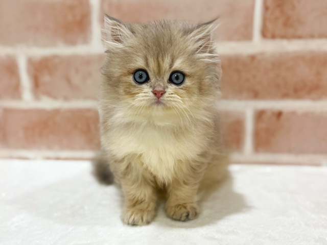 ブリティッシュ