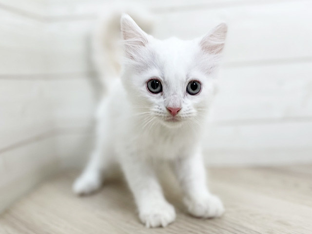 ラガマフィン