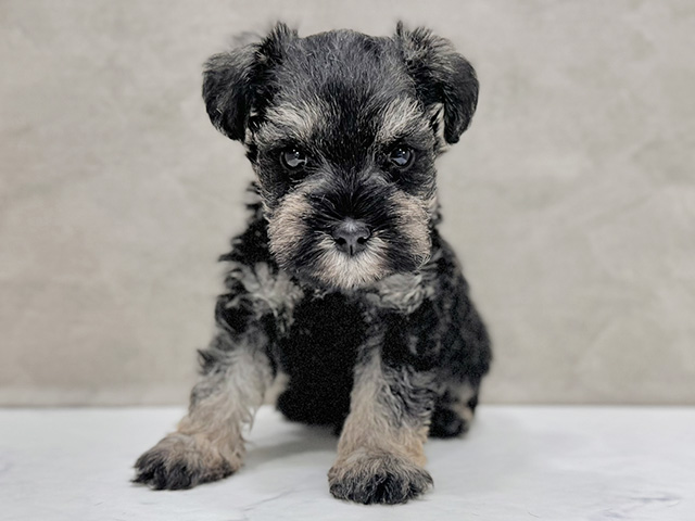 ミニチュアシュナウザー