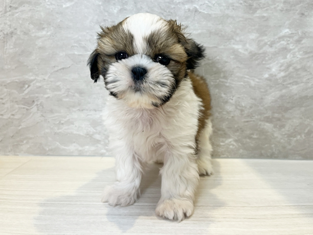 シーズー, 性別 男の子, 誕生日 2026/08/15, 毛色 ゴールドホワイト, 出身 宮崎県, 店舗 新名取店(宮城県), お問い合わせ番号 2640863