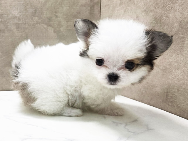 チワマル, 性別 女の子, 誕生日 2026/08/17, 毛色 ホワイトセーブル, 出身 広島県, 店舗 名古屋南店(愛知県), お問い合わせ番号 2652274