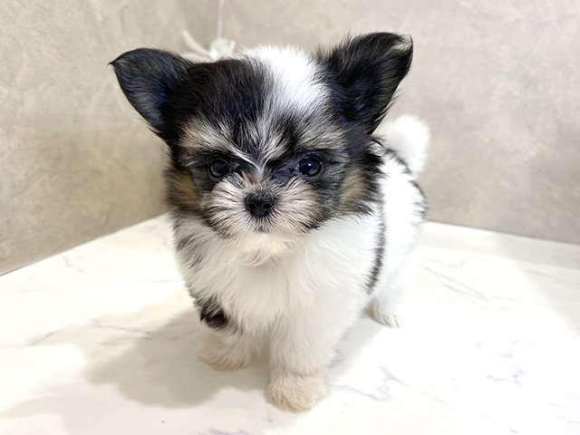 チワマル, 性別 女の子, 誕生日 2026/08/17, 毛色 トライ, 出身 広島県, 店舗 茶屋町店(大阪府), お問い合わせ番号 2652276