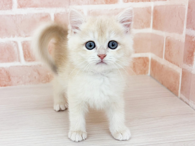 ブリティッシュ
