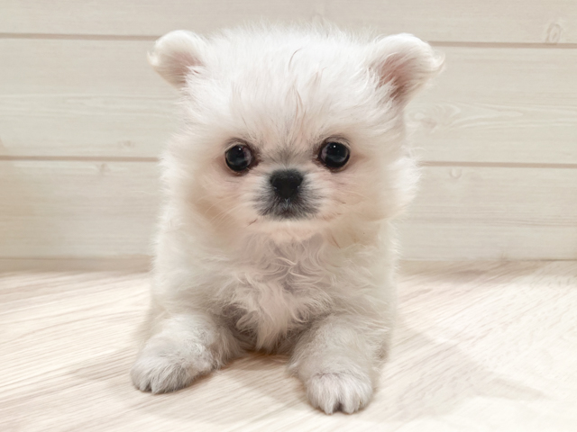 ペキニーズミックス