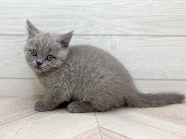 ブリティッシュ