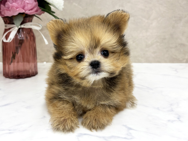 ポメプー