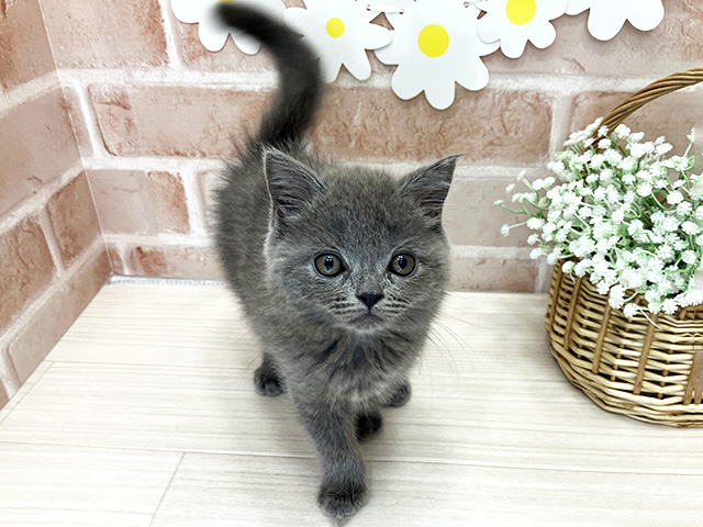 ブリティッシュ