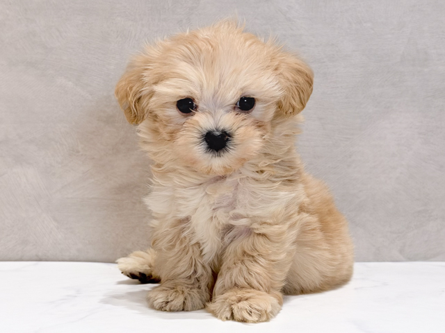 マルプー