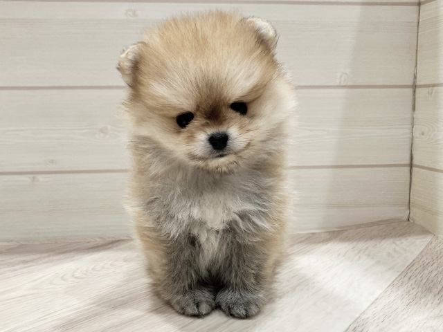 ポメラニアン
