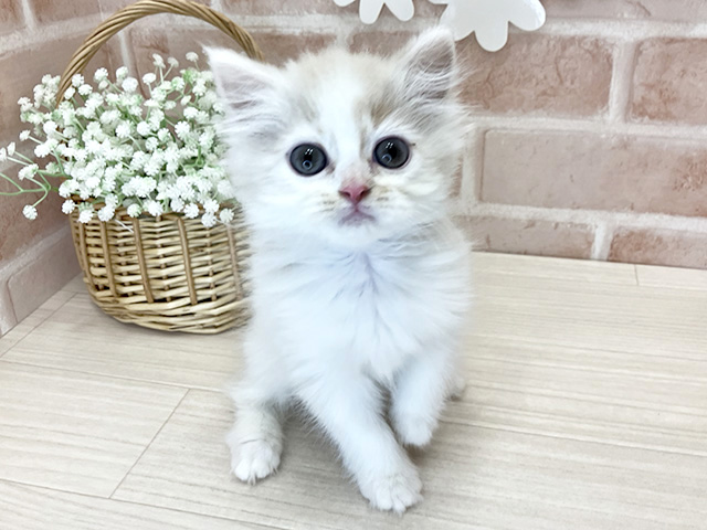 ラガマフィン