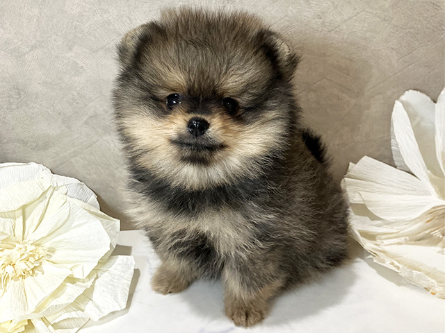 ポメラニアン