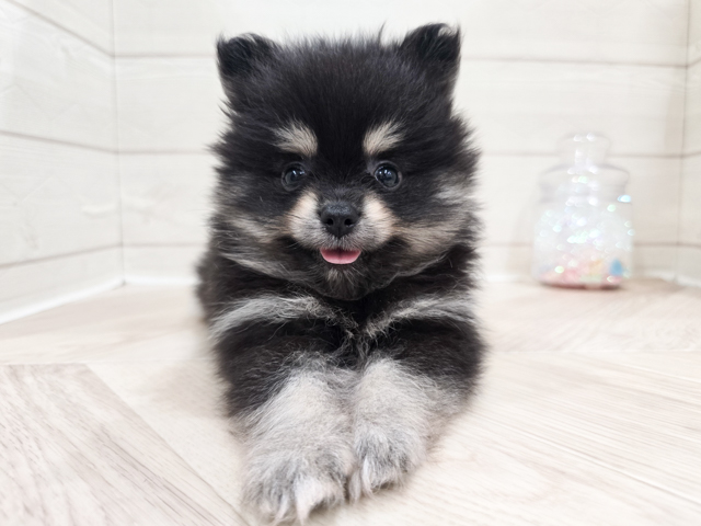 ポメラニアン