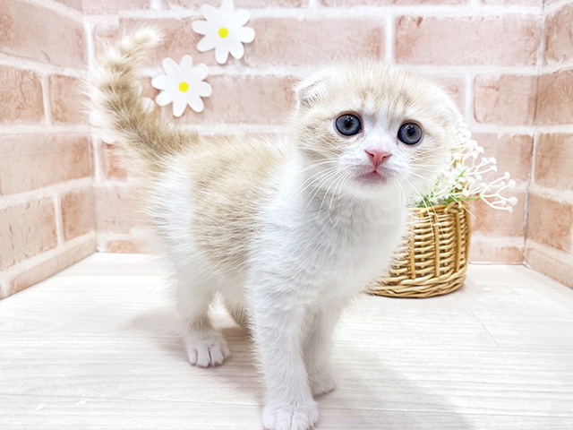 スコティッシュフォールド