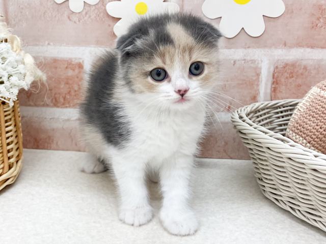 スコティッシュフォールド