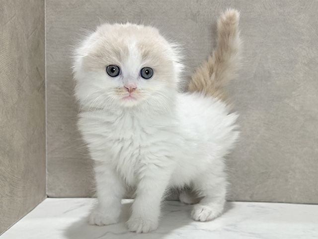 スコティッシュフォールド